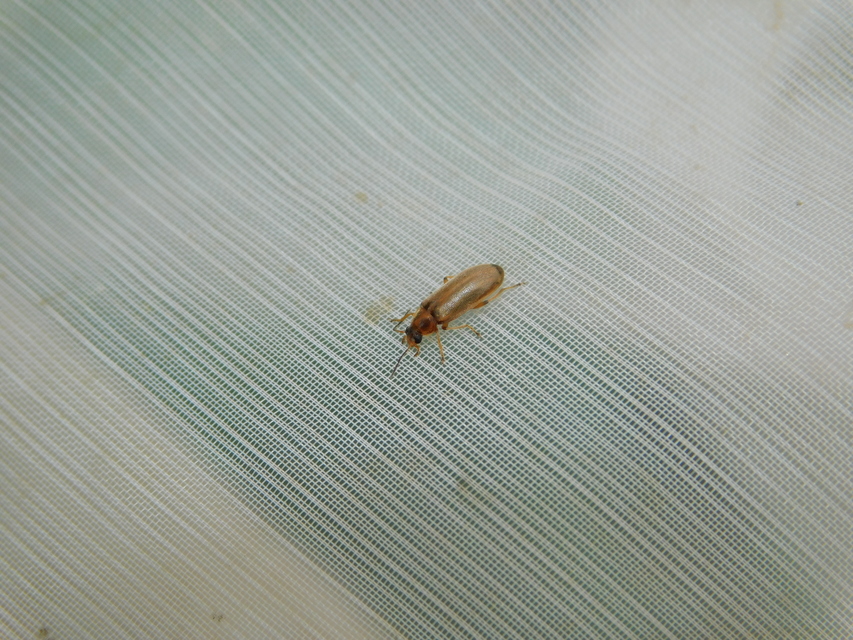 Osphya bipunctata - kétalakú komorka