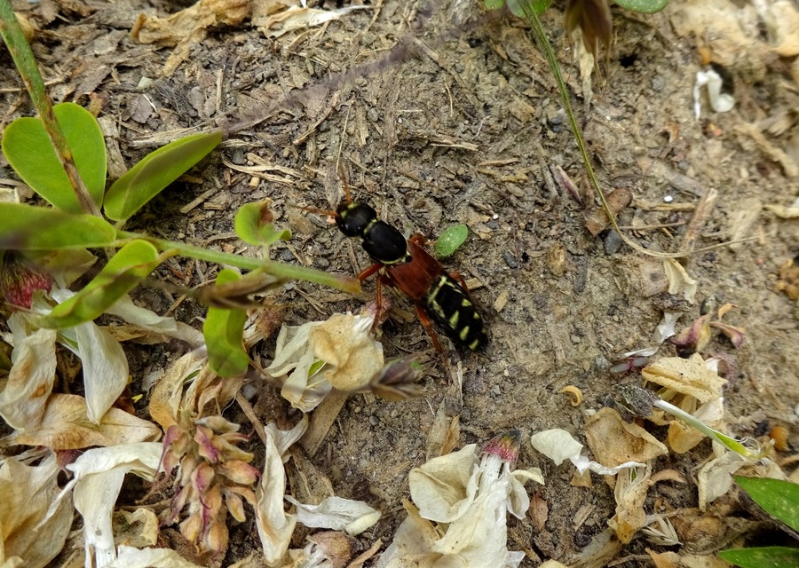 Staphylinus caesareus - aranysujtásos holyva