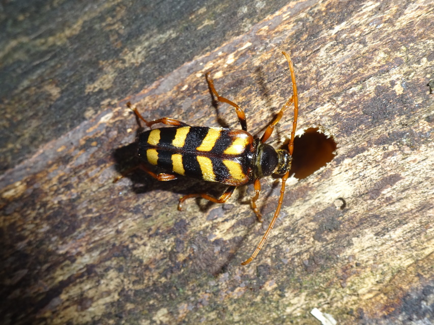 Leptura aurulenta - sárgaszőrű szalagoscincér