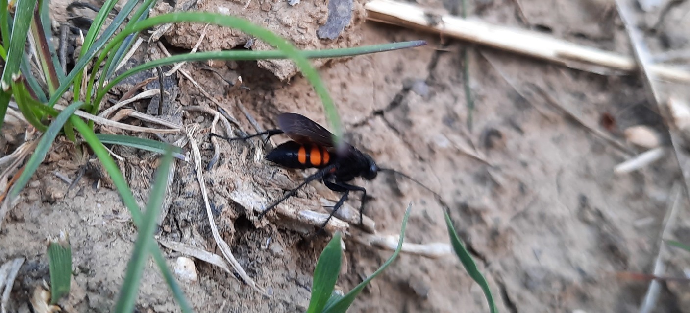 Anoplius viaticus - közönséges útonállódarázs