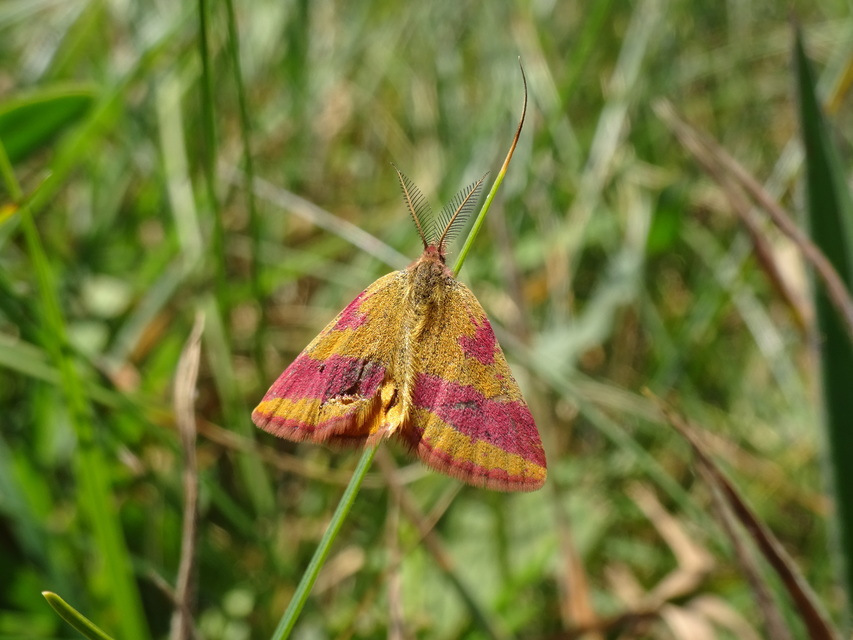 Lythria cruentaria - bíborcsíkos araszoló