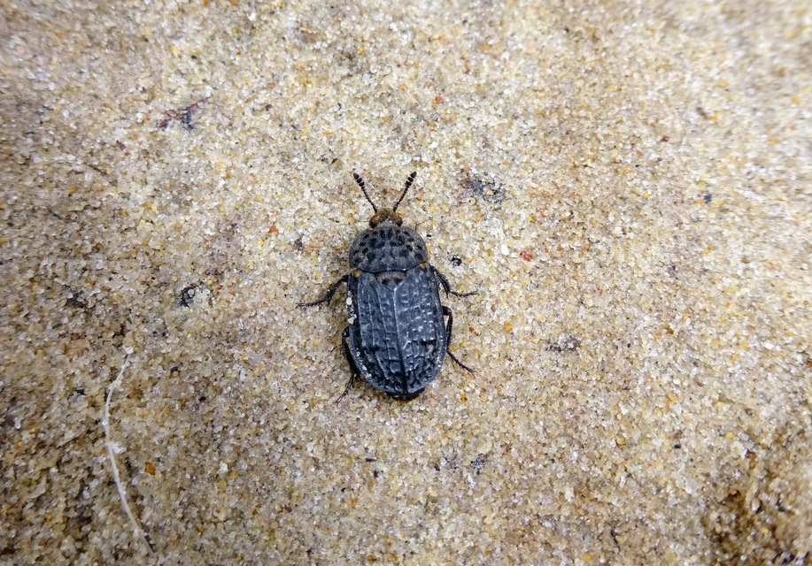 Thanatophilus rugosus - ripacsos dögbogár