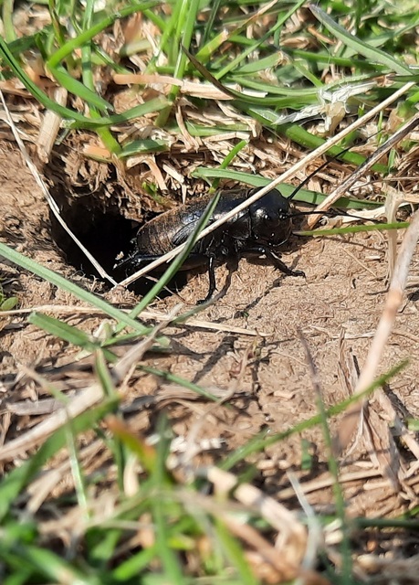 Gryllus campestris - mezei tücsök