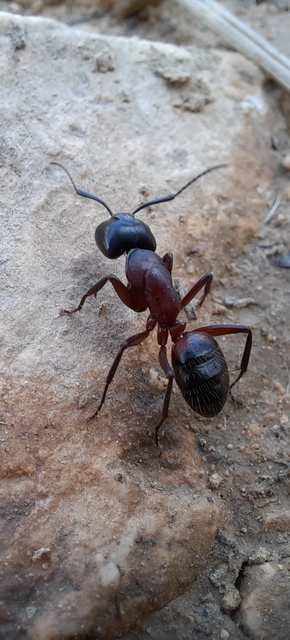 Camponotus ligniperda - faodvasító lóhangya