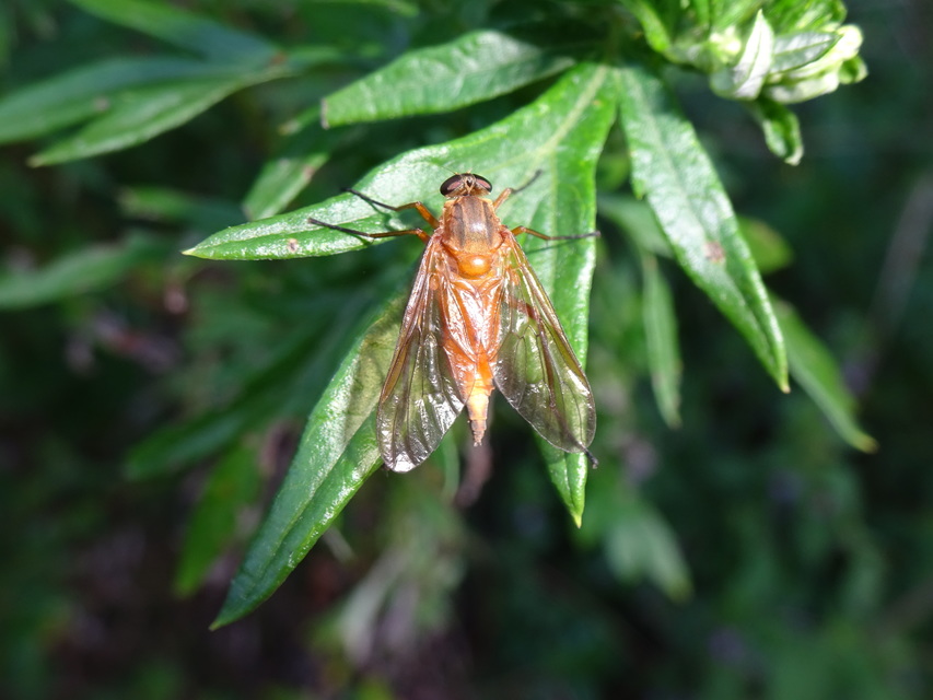 Rhagio tringarius - közönséges kószalégy