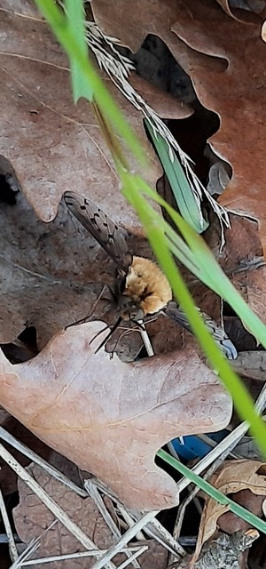 Bombylius discolor - feketefarú pöszörlégy