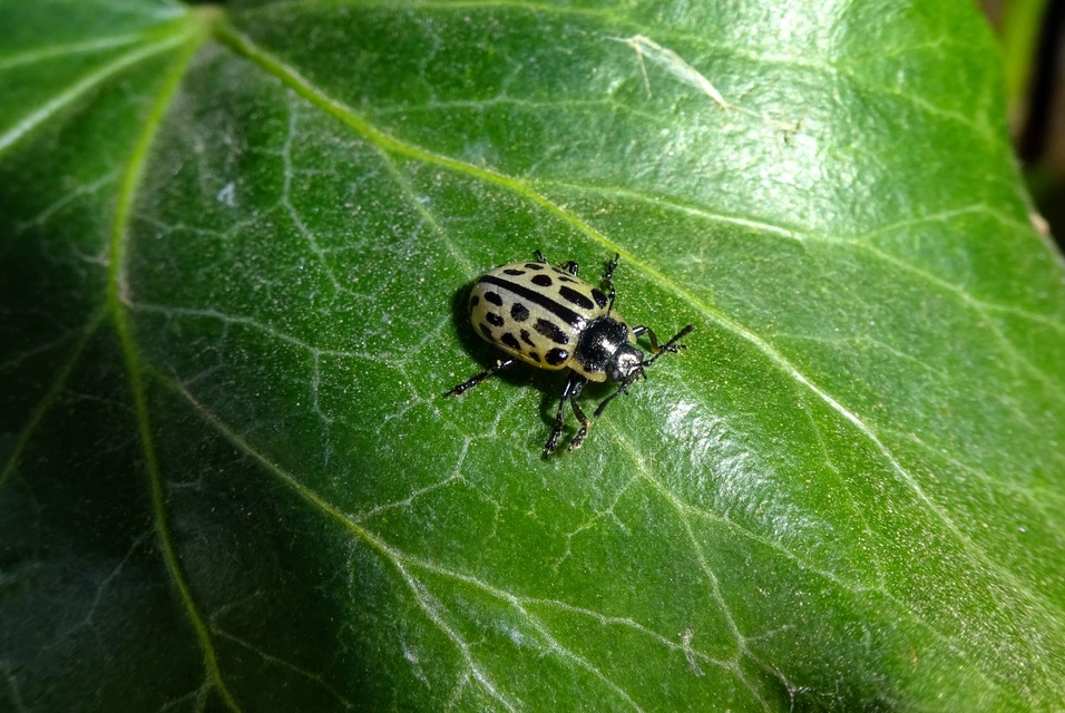 Chrysomela vigintipunctata - húszfoltos fűzlevelész