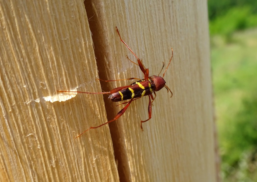 Neoclytus acuminatus - amerikai darázscincér