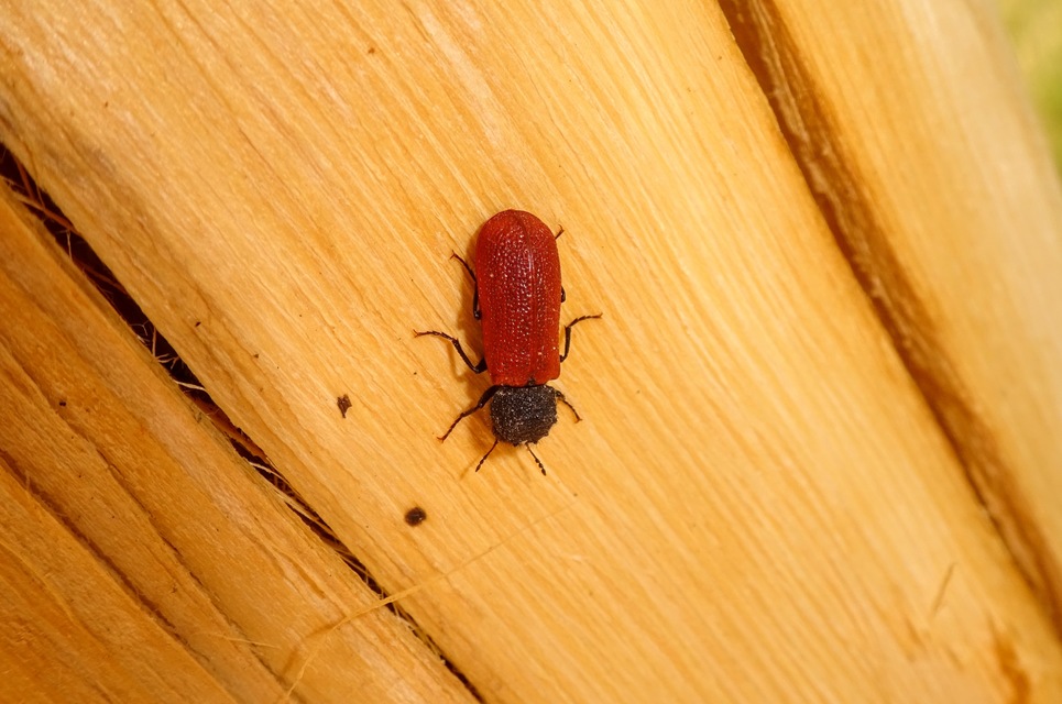 Bostrichus capucinus - piros csuklyásszú