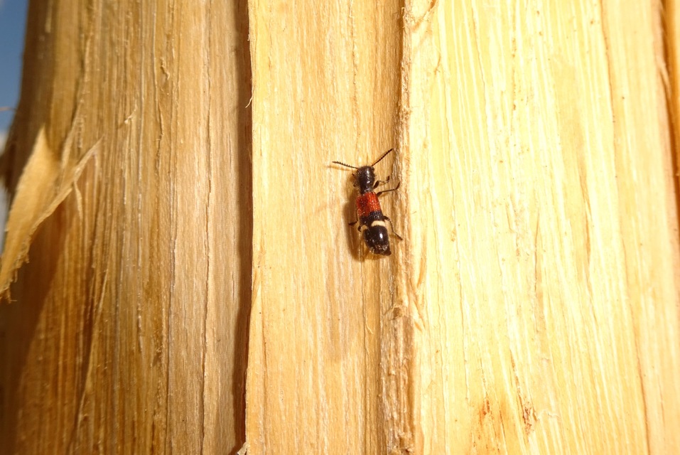 Tilloidea unifasciata - szőlő-szúfarkas