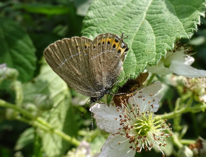 Satyrium pruni - szilvafa-csücsköslepke