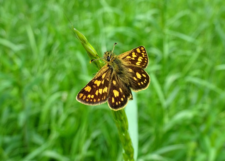 Carterocephalus palaemon - kockás busalepke
