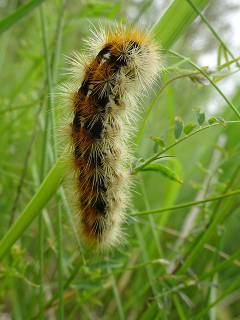 Rhyparia purpurata - bíborszínű medvelepke