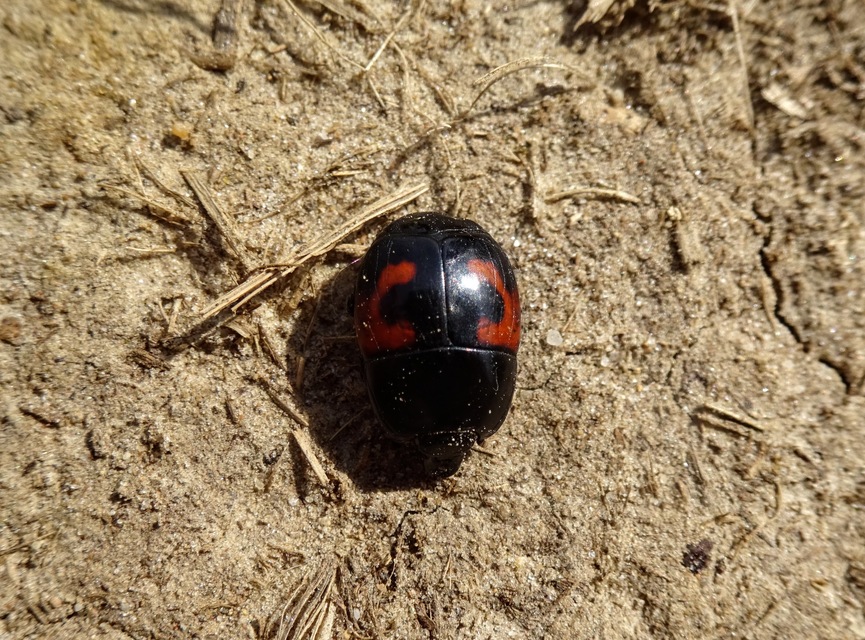 Hister quadrimaculatus - közönséges sutabogár