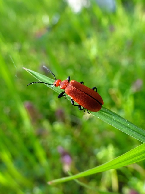 Pyrochroa serraticornis - közép-bíborbogár