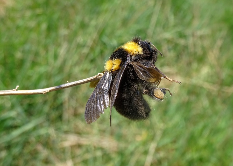 Bombus argillaceus - délvidéki poszméh