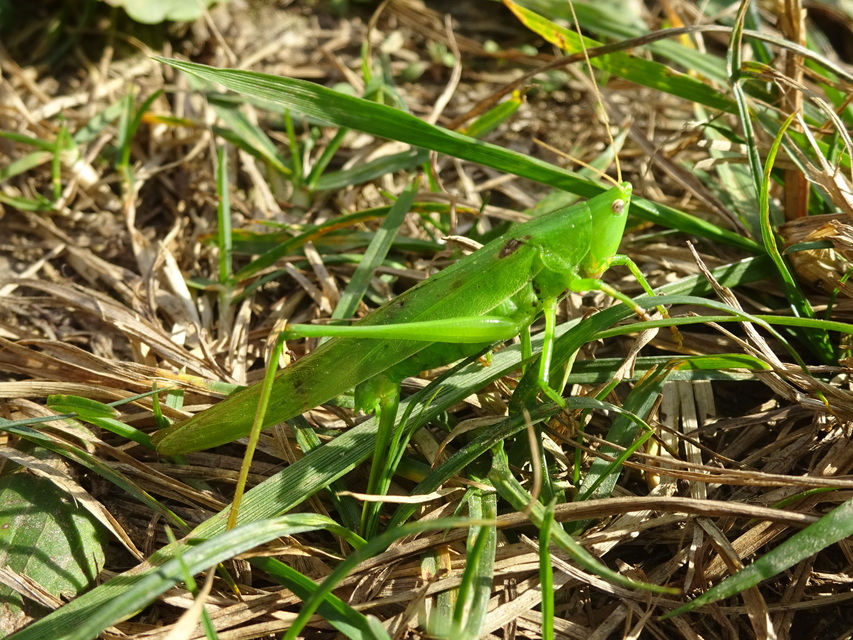 Ruspolia nitidula - nagy kúpfejűszöcske