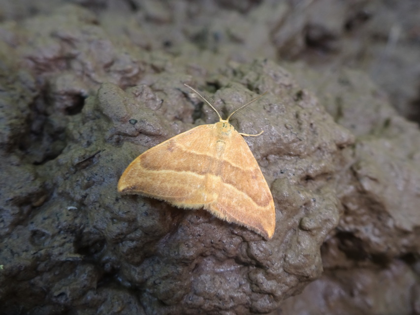 Watsonalla cultraria - bükkfa-sarlósszövő