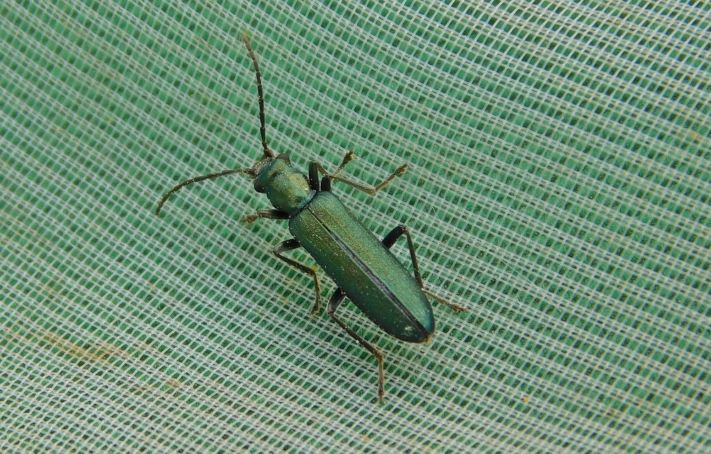 Chrysanthia viridissima - aranyos álcincér
