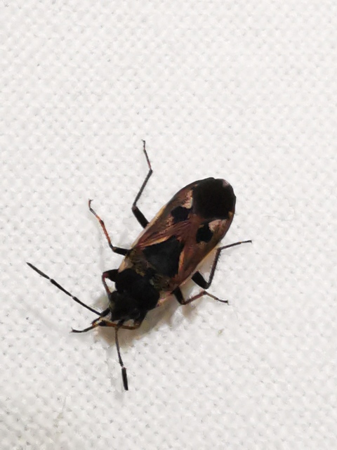 Rhyparochromus vulgaris - közönséges díszesbodobács