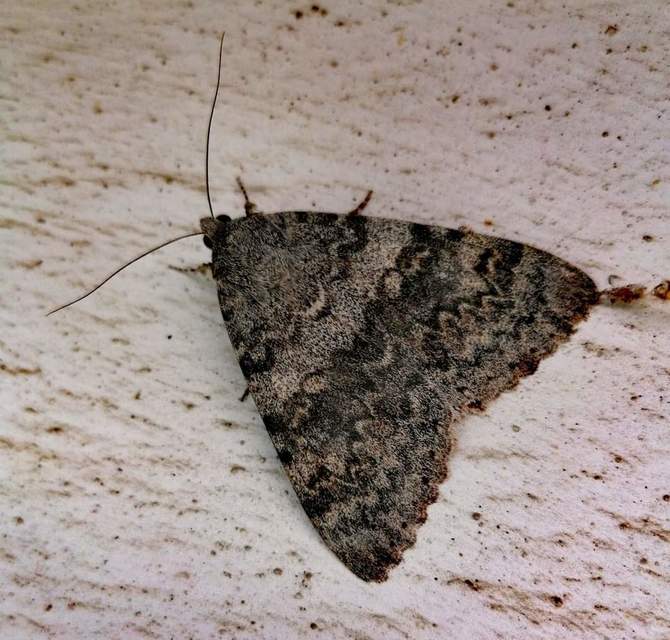 Catocala elocata - közönséges övesbagoly