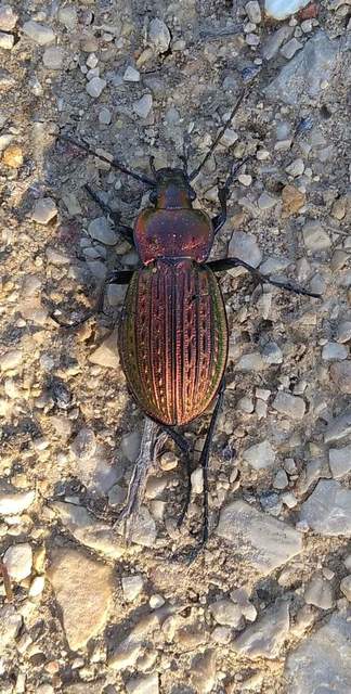 Carabus ulrichii - rezes futrinka