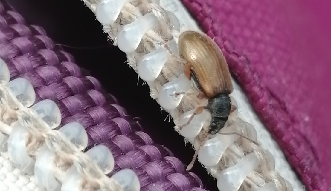 Phyllobius oblongus - közönséges levélormányos