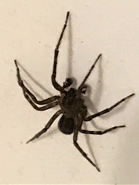 Amaurobius ferox - nagy eretnekpók