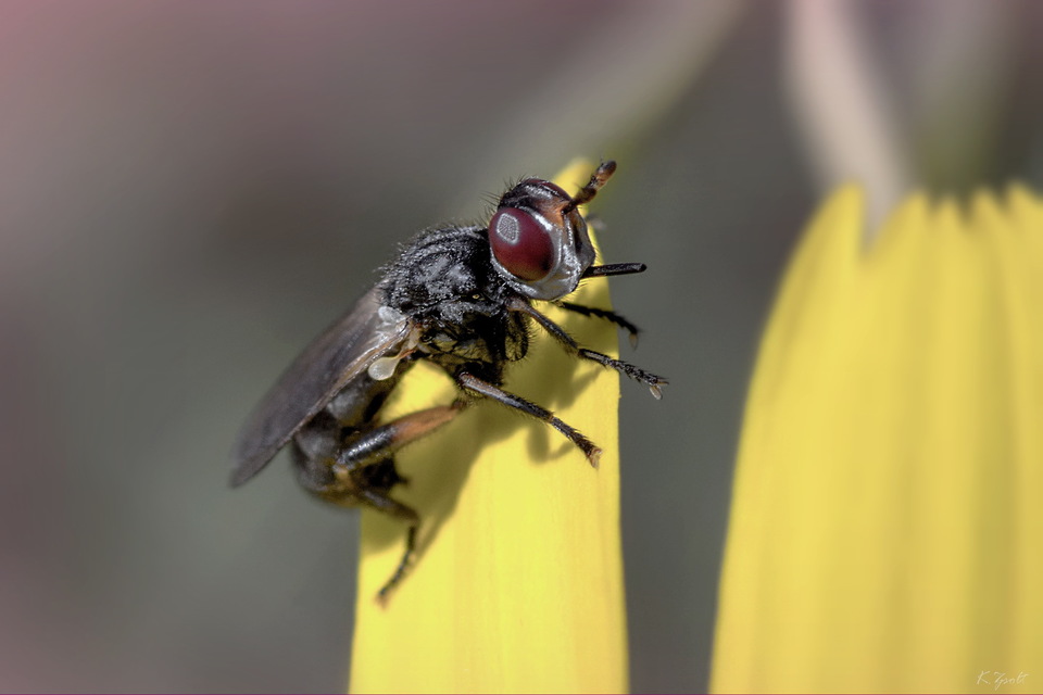 Thecophora