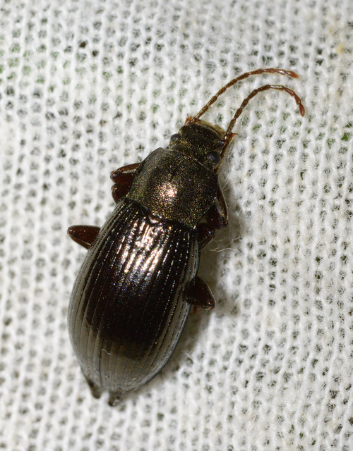 Stenomax aeneus - bronzos gyászbogár