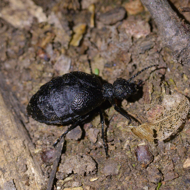 Meloe rugosus - ráncos nünüke