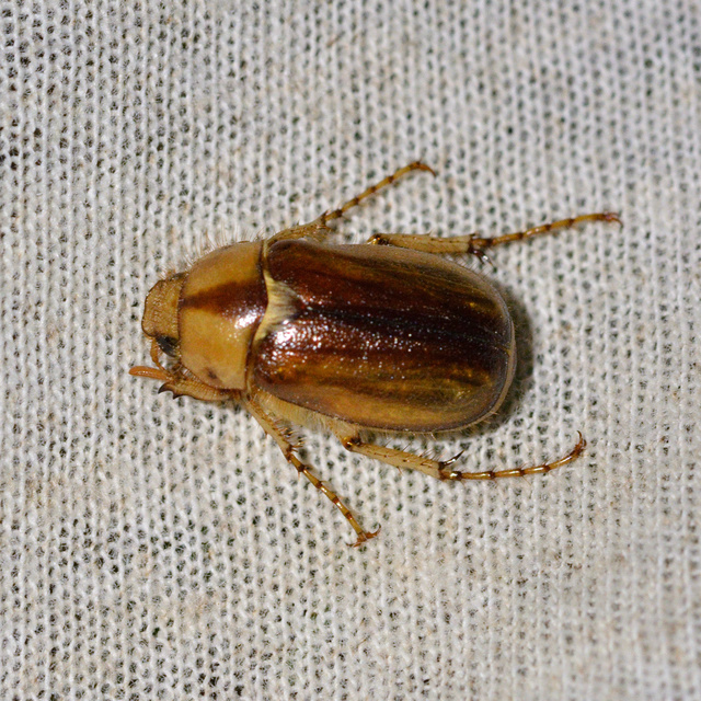 Rhizotrogus aestivus - tavaszvégi cserebogár