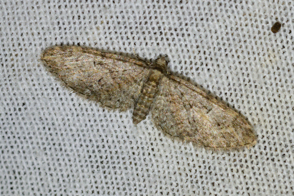 Eupithecia abbreviata - korai törpearaszoló