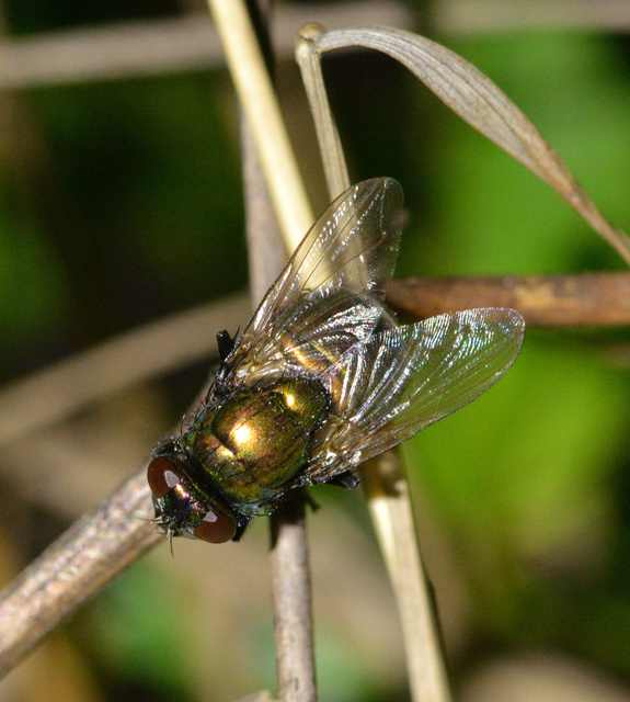 Muscidae - igazi legyek