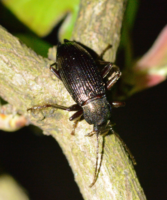Stenomax aeneus - bronzos gyászbogár