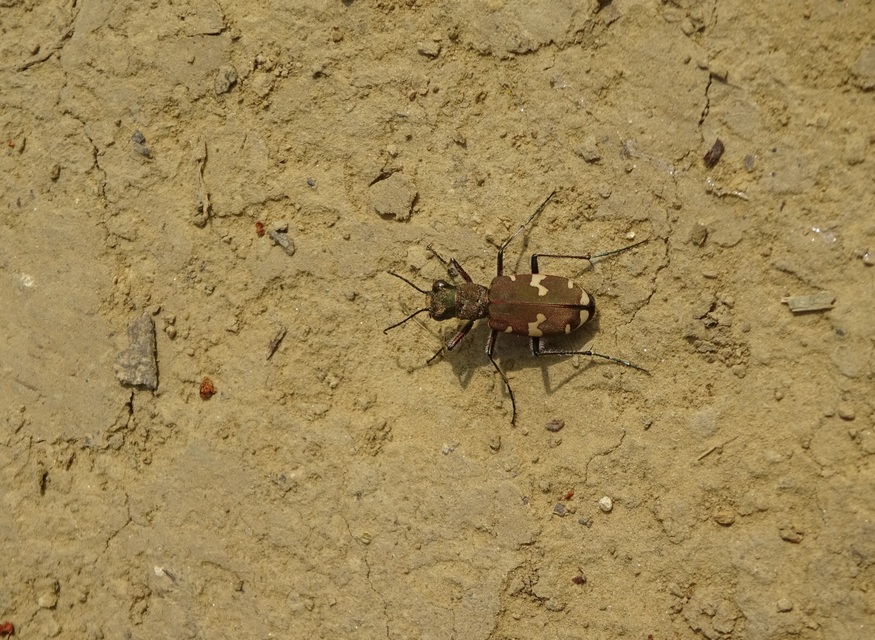 Cicindela sylvicola - erdei homokfutrinka