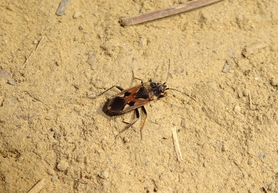 Rhyparochromus vulgaris - közönséges díszesbodobács