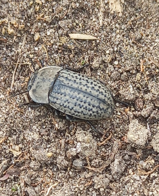 Opatrum sabulosum - sároshátú gyászbogár