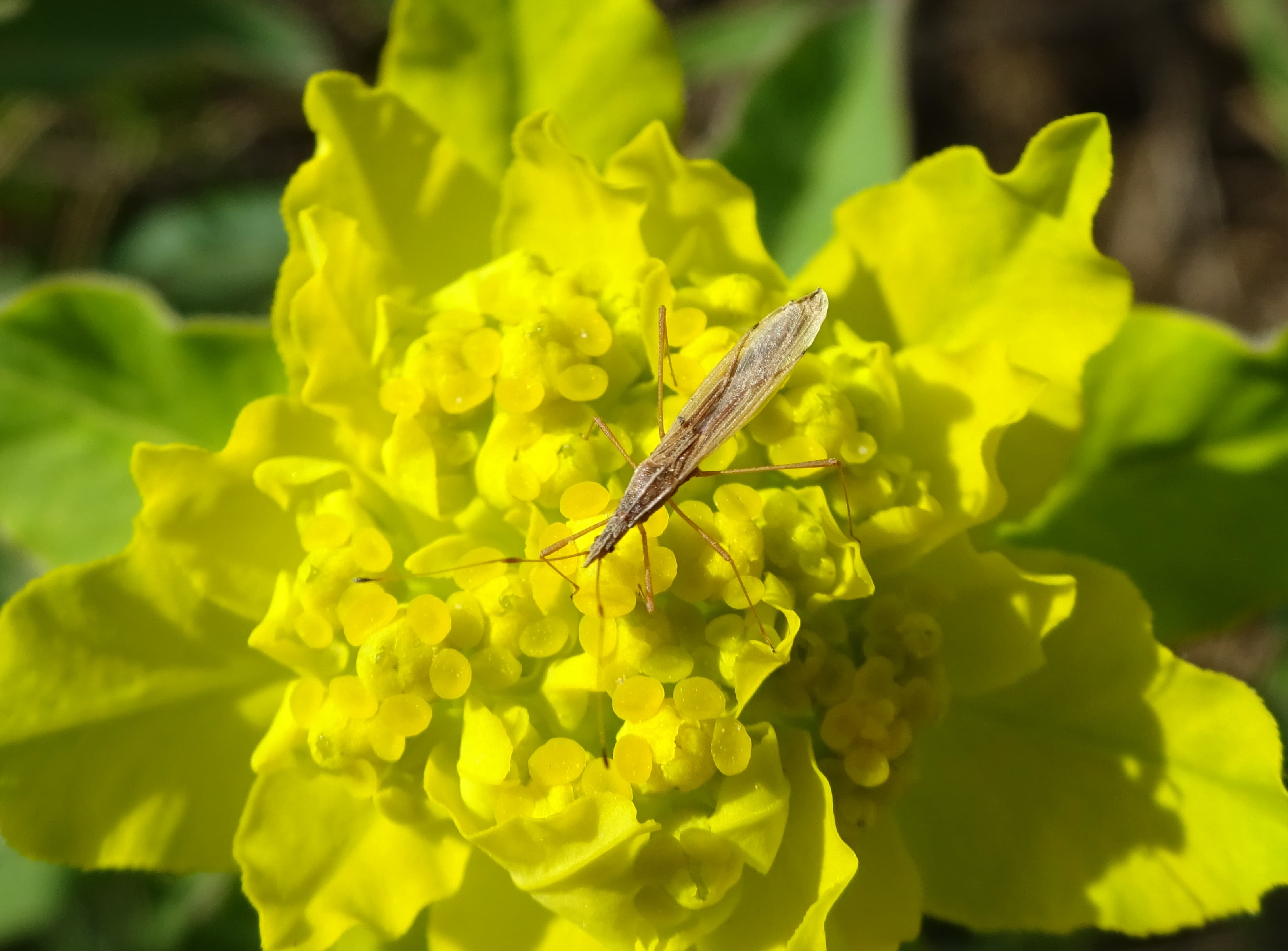 Berytinus clavipes - közönséges szúnyogpoloska