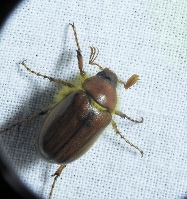Holochelus aequinoctialis - tavaszeleji cserebogár