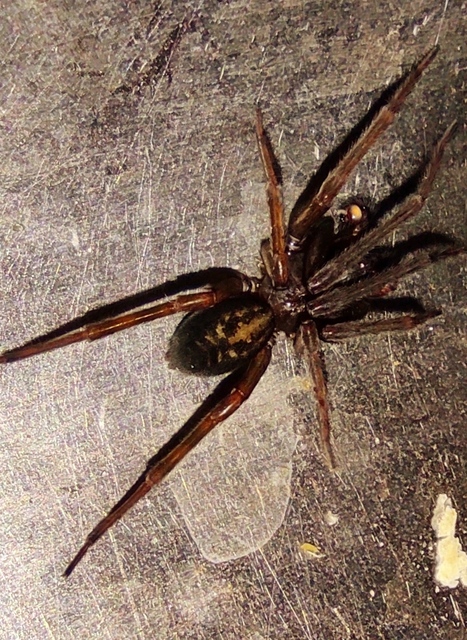 Amaurobius ferox - nagy eretnekpók