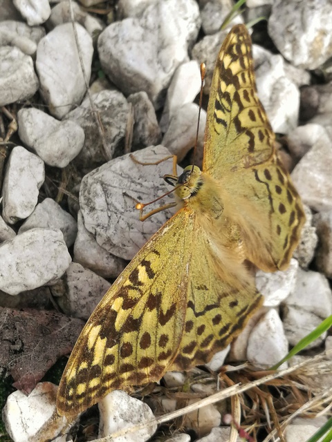 Argynnis pandora - zöldes gyöngyházlepke