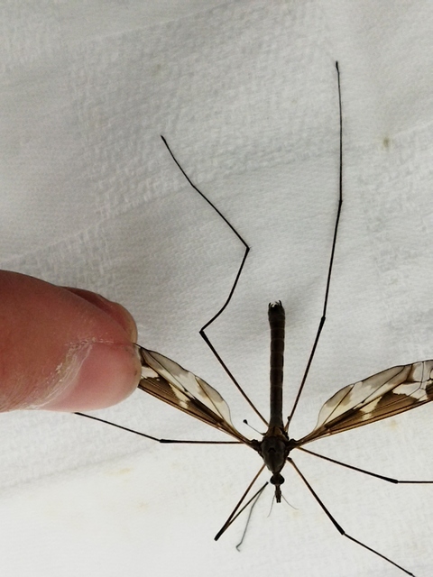 Tipula maxima - Óriáslószúnyog