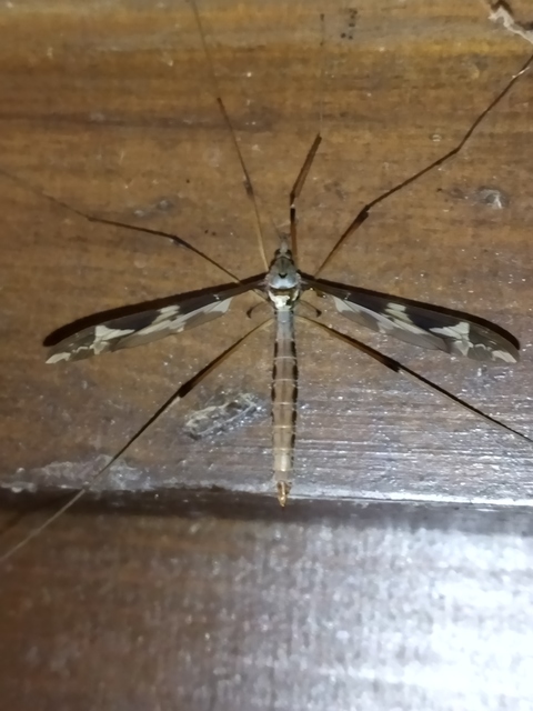 Tipula maxima - Óriáslószúnyog
