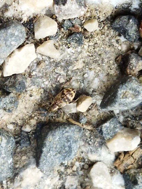 Oedecnemidius varius - tarka tölgyormányos