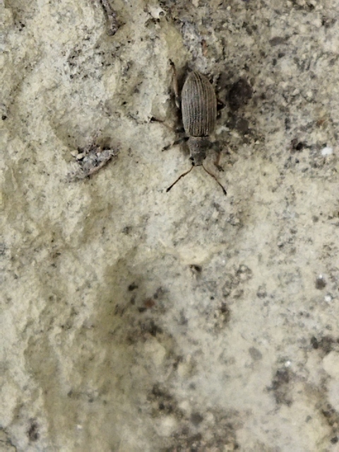 Phyllobius pallidus - tölgy-levélormányos