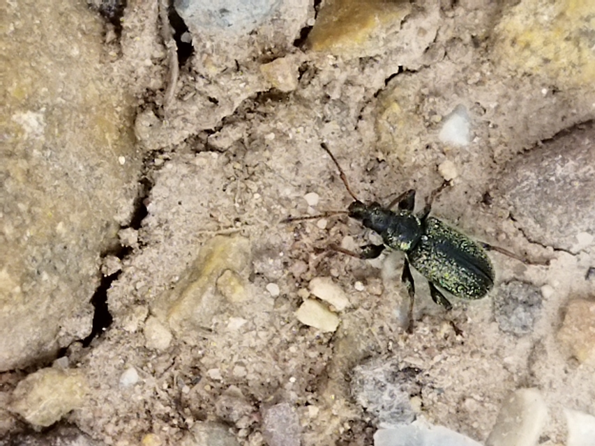 Phyllobius betulinus - változékony levélormányos