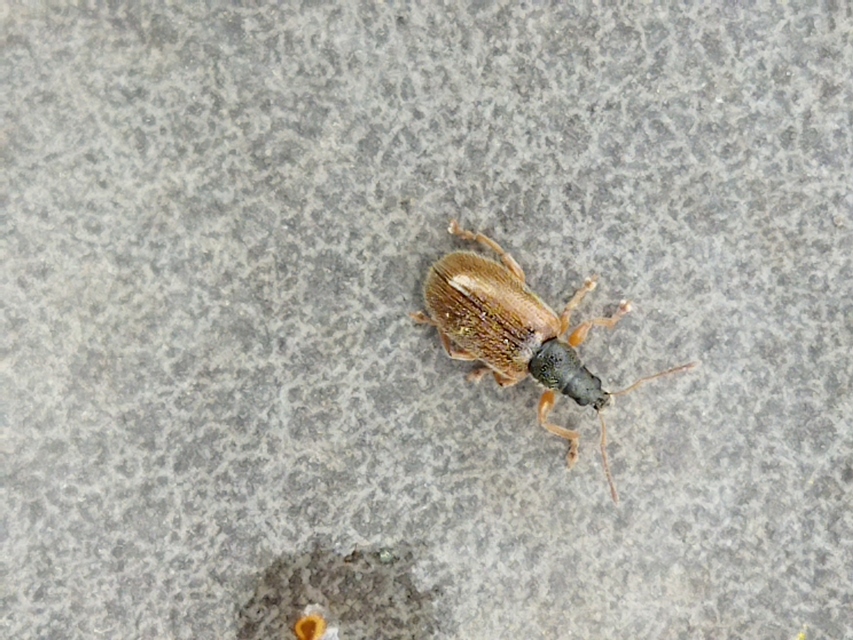 Phyllobius oblongus - közönséges levélormányos