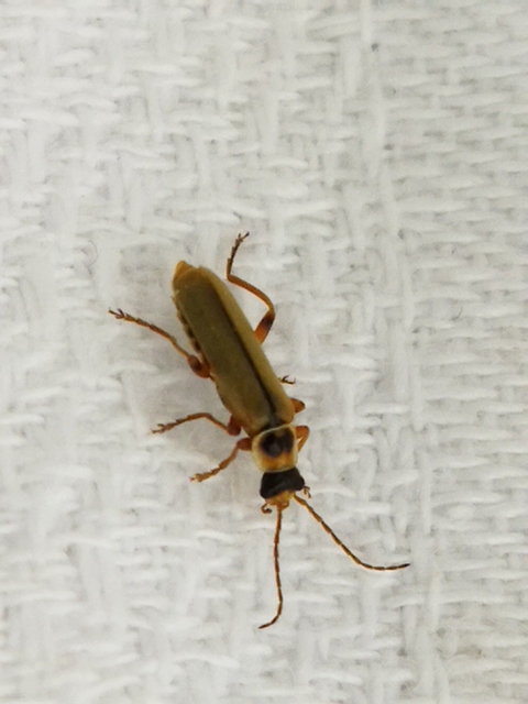 Metacantharis clypeata - tavaszi lágybogár