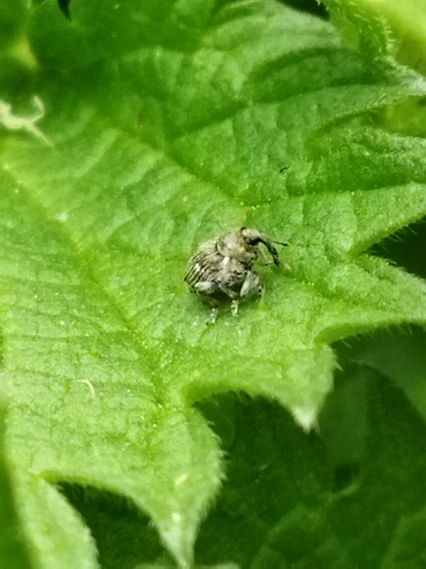 Nedyus quadrimaculatus - közönséges csalánormányos